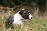 BULL TERRIER MINIATURE 281